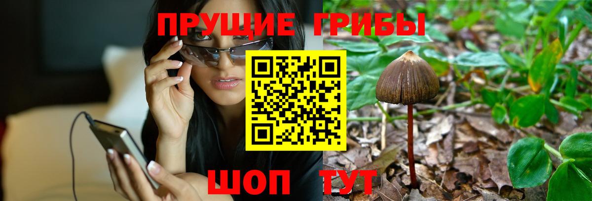 Крымск  Псилоцибиновые грибы Psilocybe  Вход с VPN  даркнет сайт  Псилоцибиновые грибы прущие грибы 